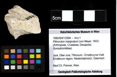 Foto (Objekt + Etiketten) von Pithonoton marginatum (von Meyer, 1842) 